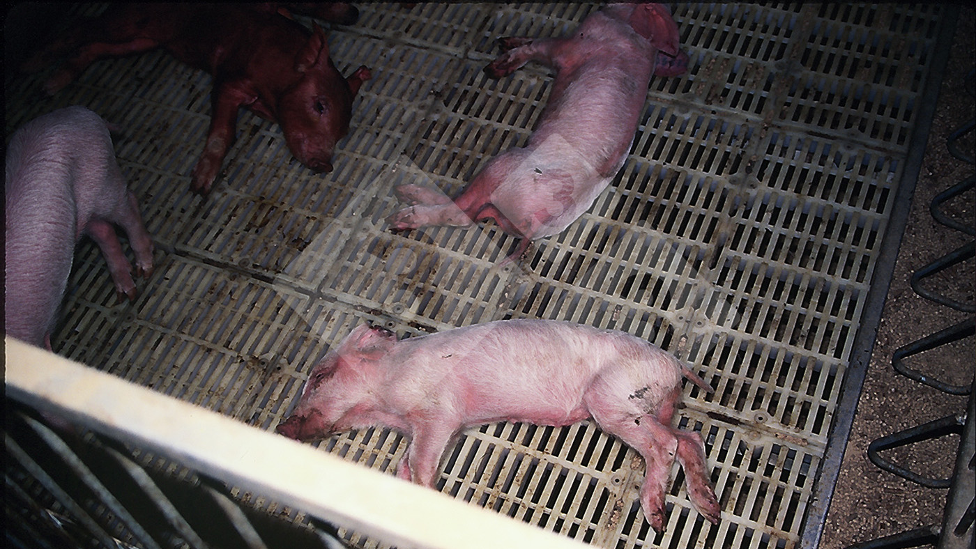 Intoxicação por sal na fase de transição